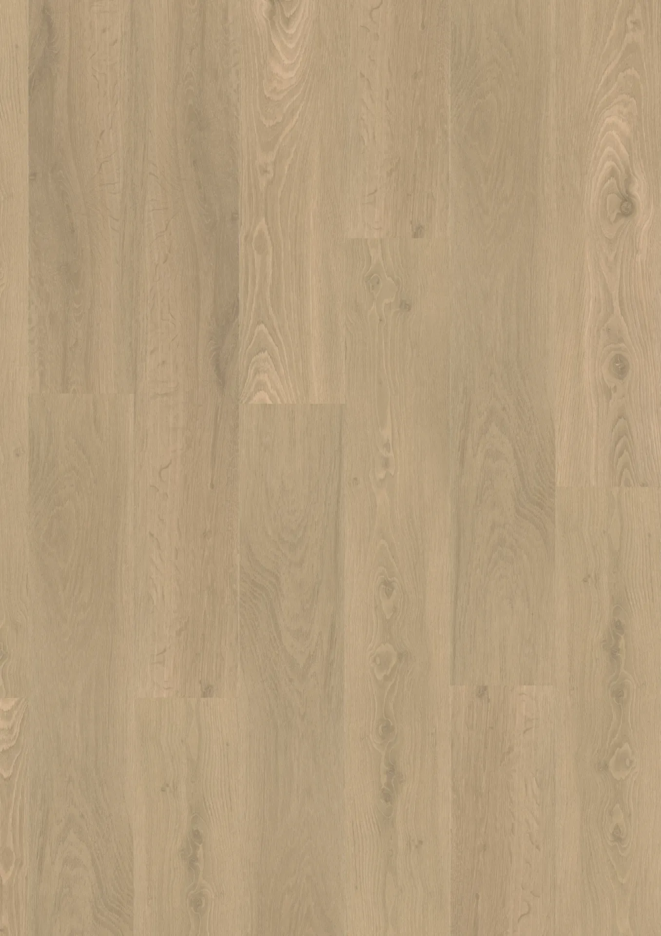 Tawny Oak